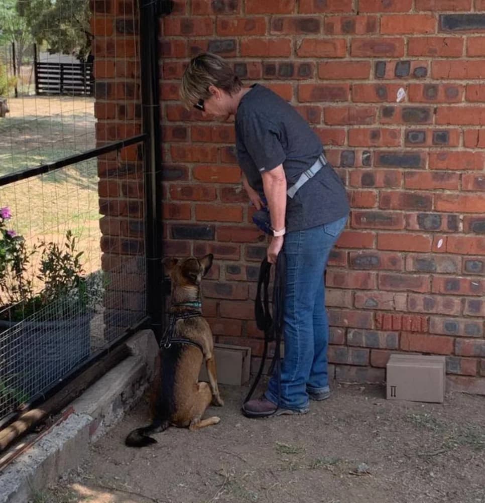 A dog searches a stacked stone feature with their handler close behind