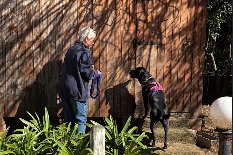A handler observes their dog investigating a raised exterior search area