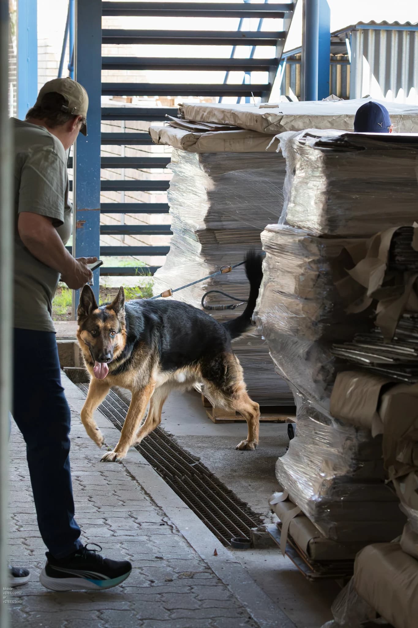 A dog searches boxes in a miniature streetscape