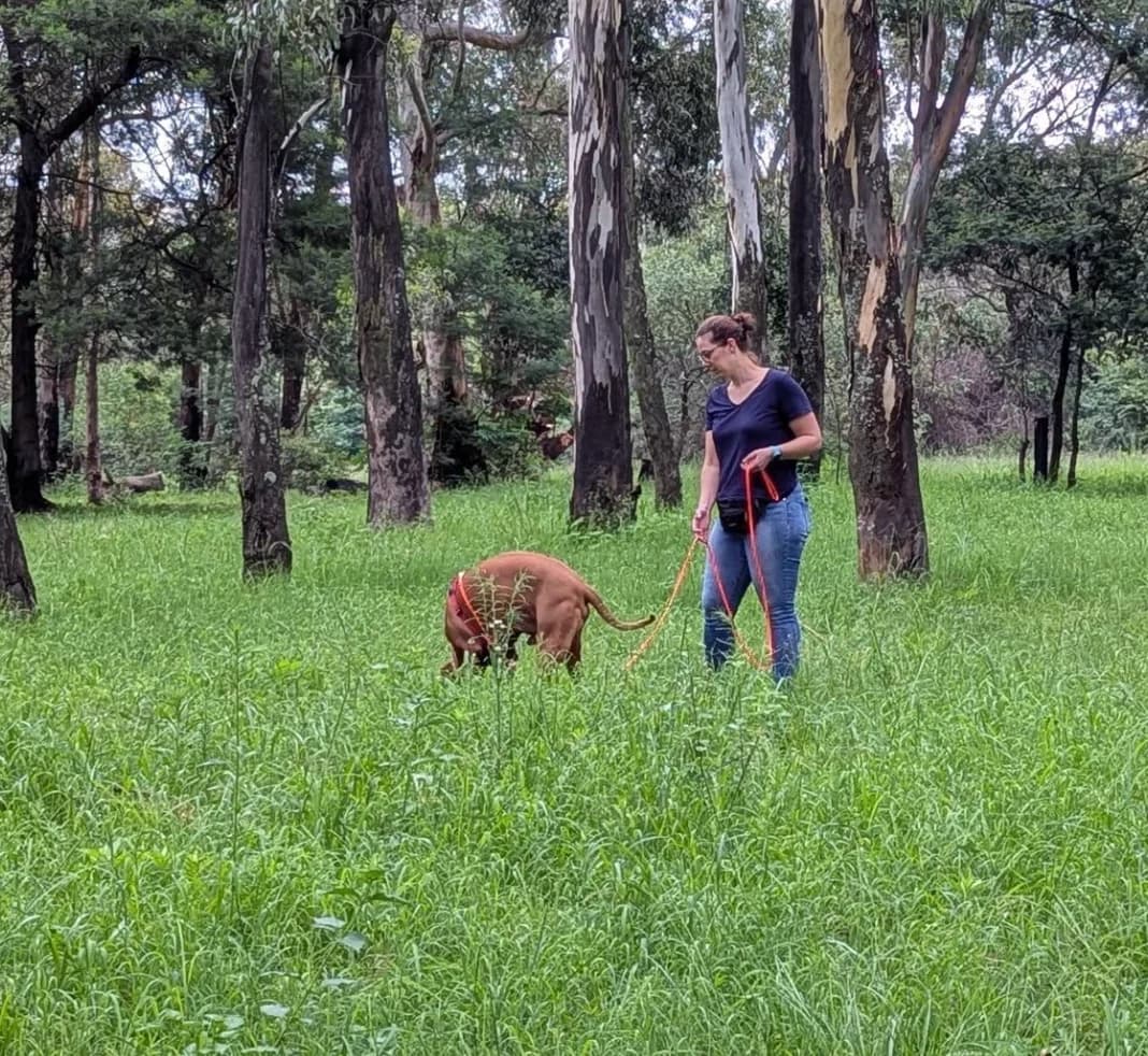 A dog and handler work through a shaded garden search area