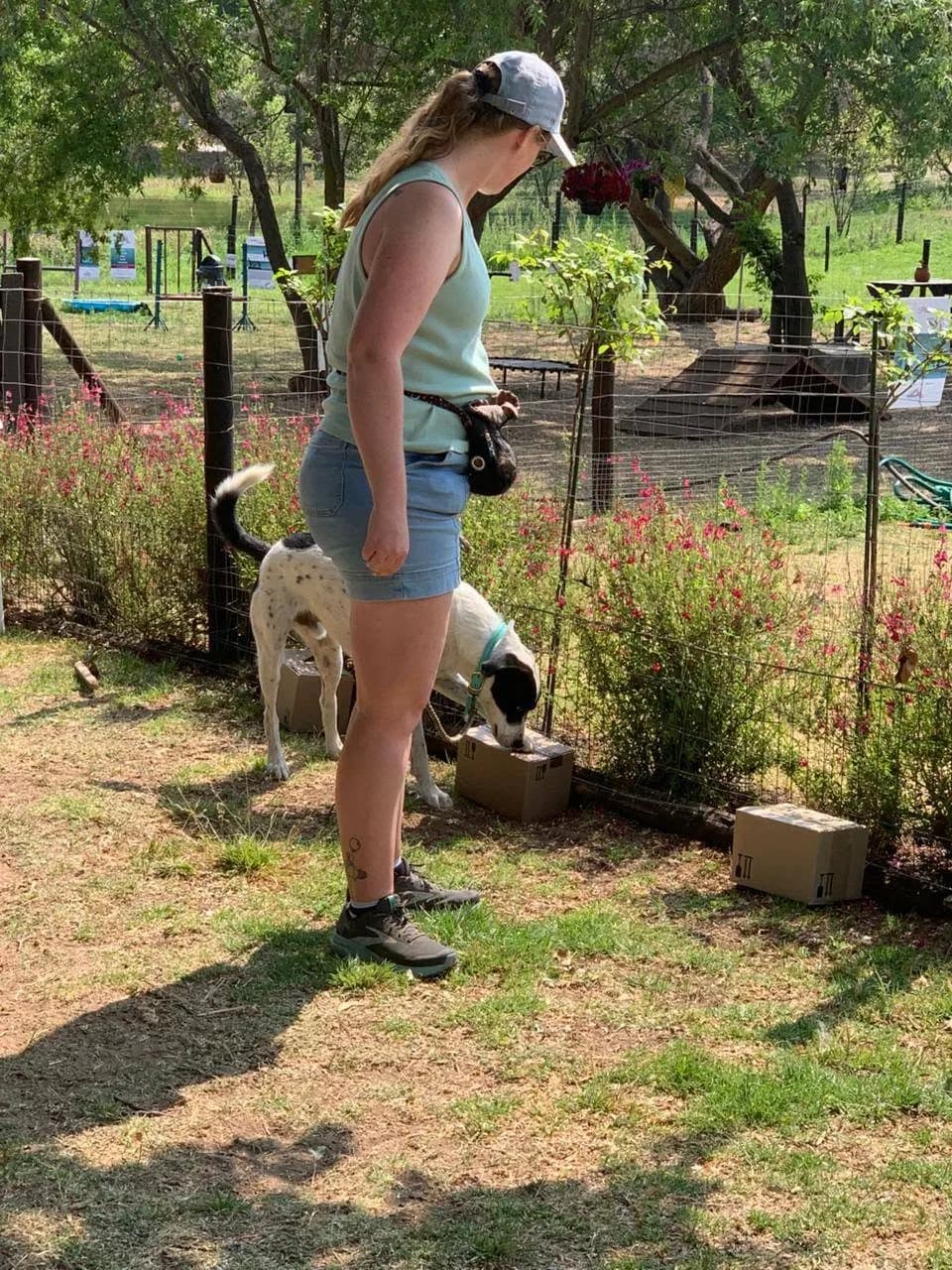 A dog searches a row of boxes in a garden