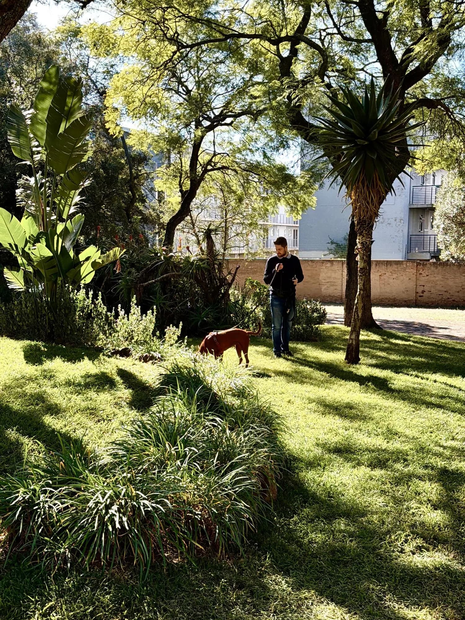 A dog and handler work through a shaded garden search area