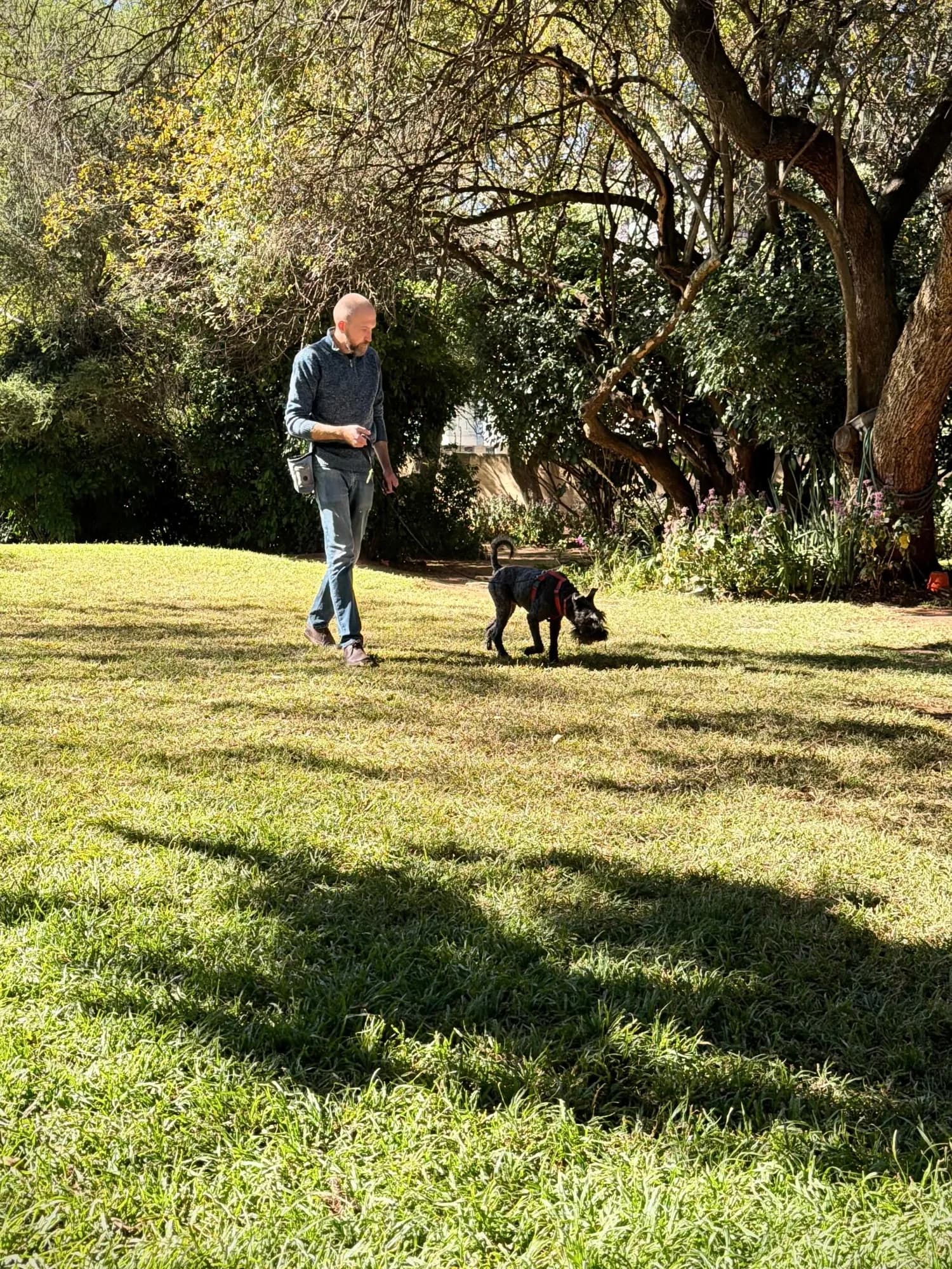 A handler follows as their dog searches independently across a lawn
