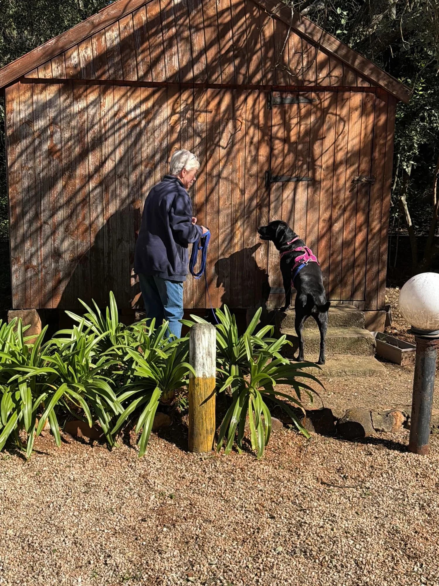 A handler observes their dog investigating a raised exterior search area