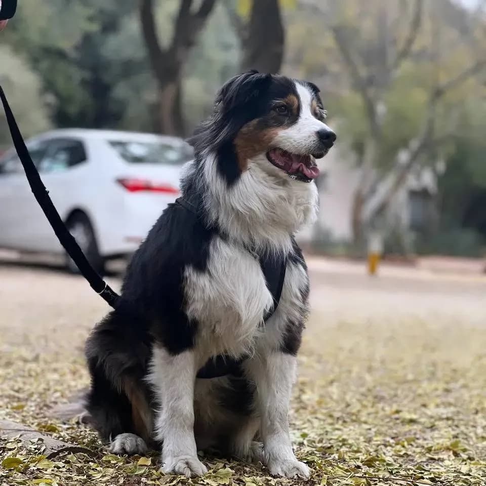 An alert Australian Shepherd waits beside their handler