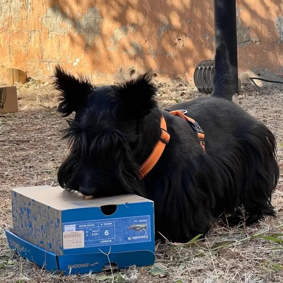 A small black dog investigates a scent box during a search